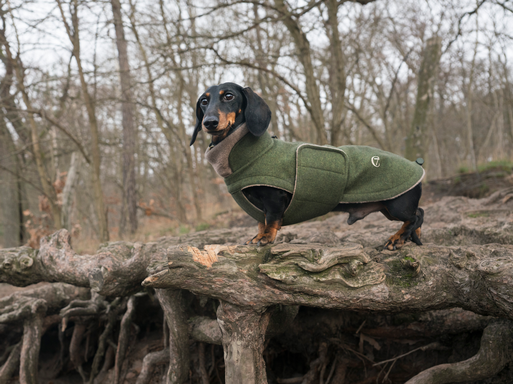 dachshund
