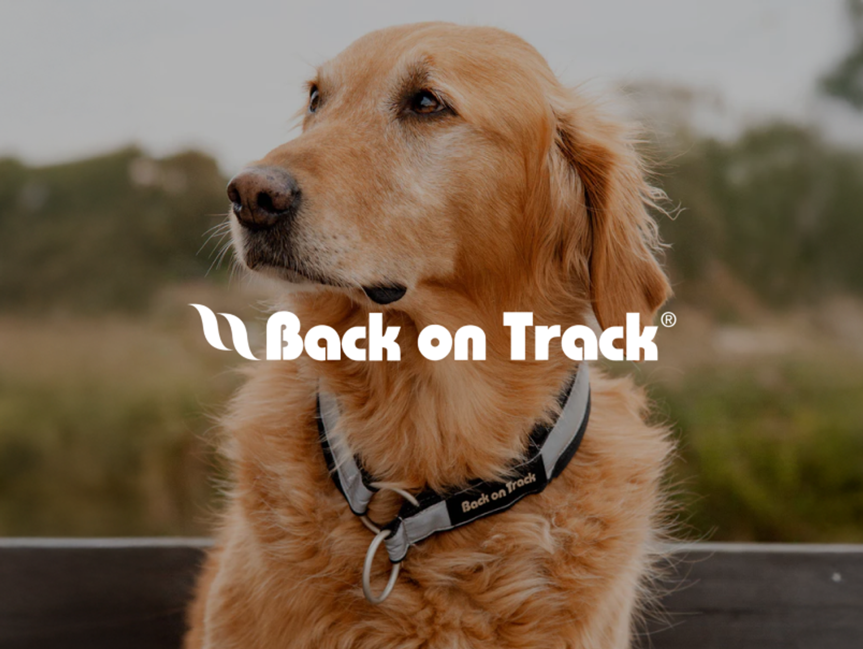 Back on track Mobile