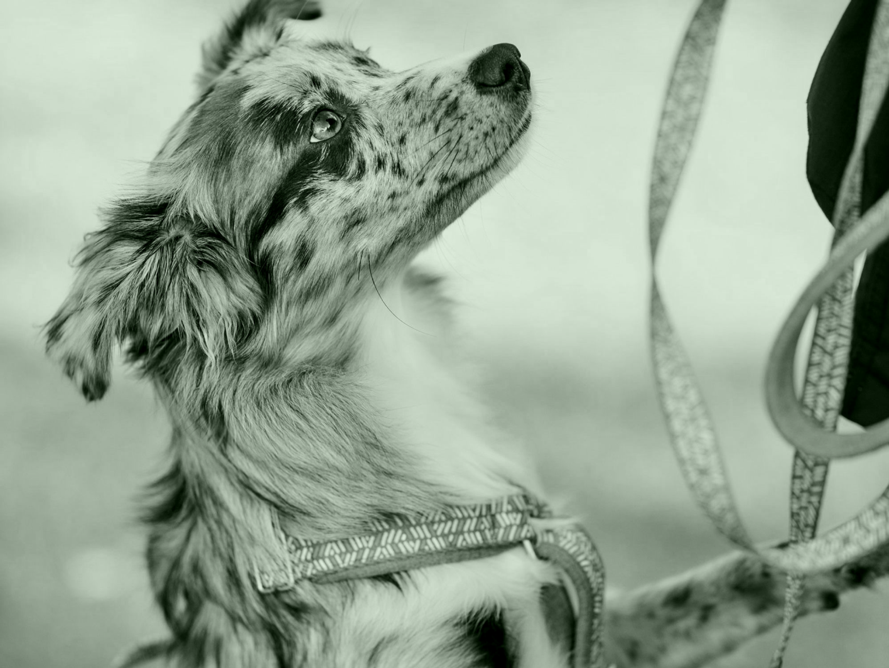 hurtta razzle dazzle 