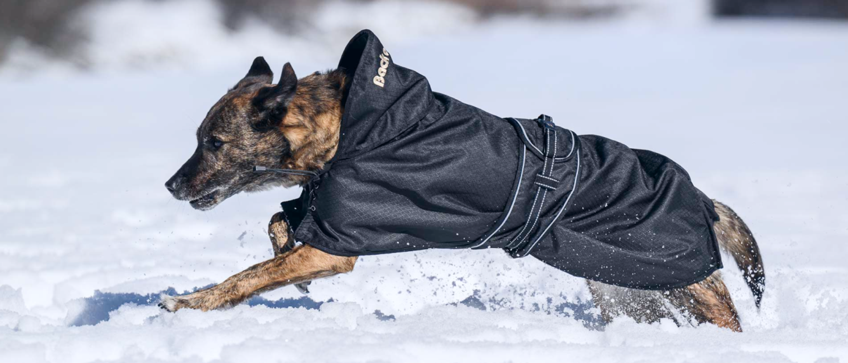 Dekkener & sko til hund