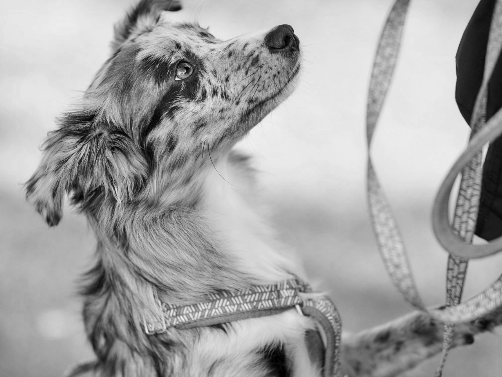 Razzle dazzle hurtta