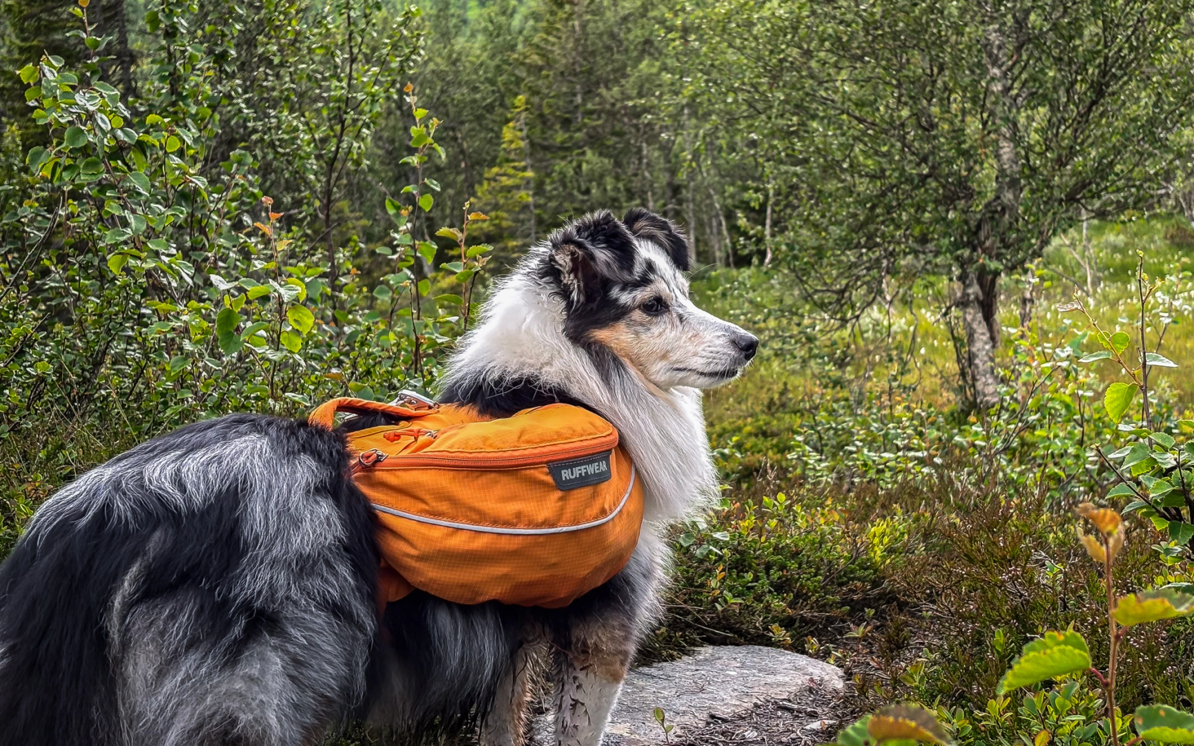 Klövjeväska