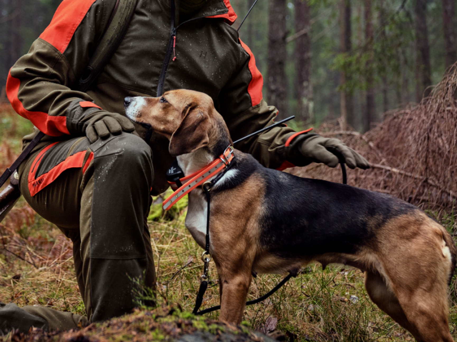 hund i skogen 