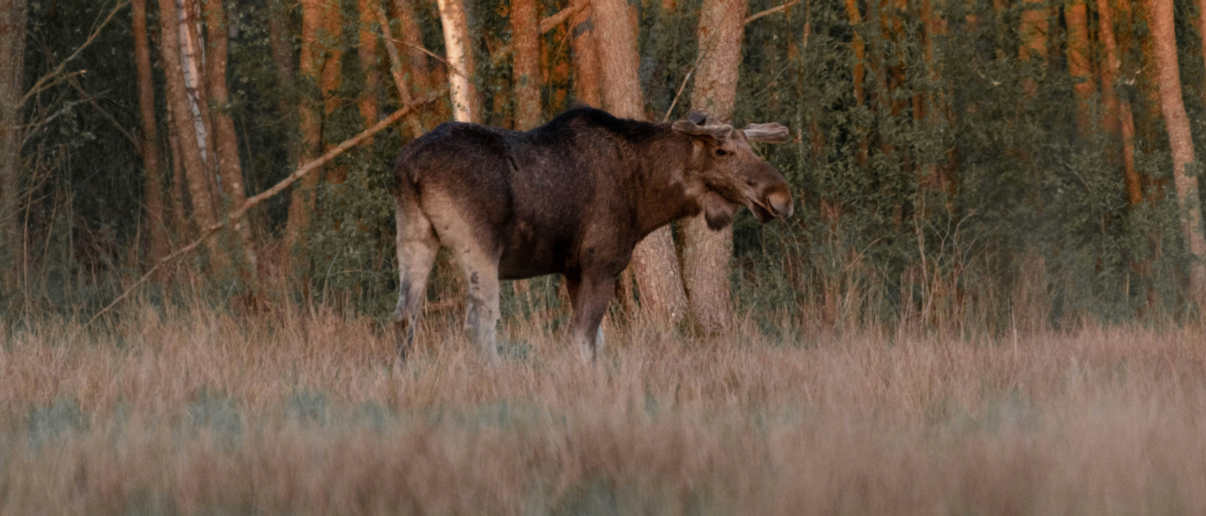 Älg i skogen