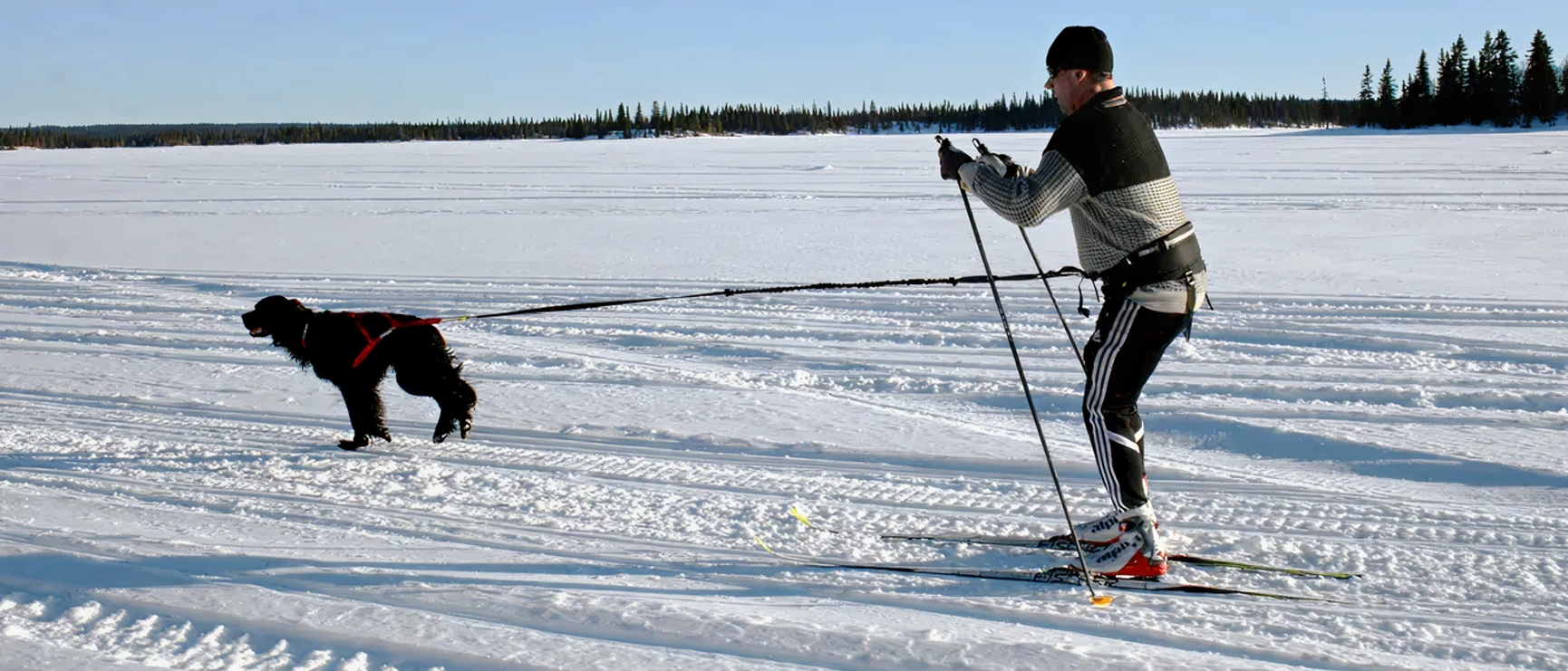 hund som drar skidåkare