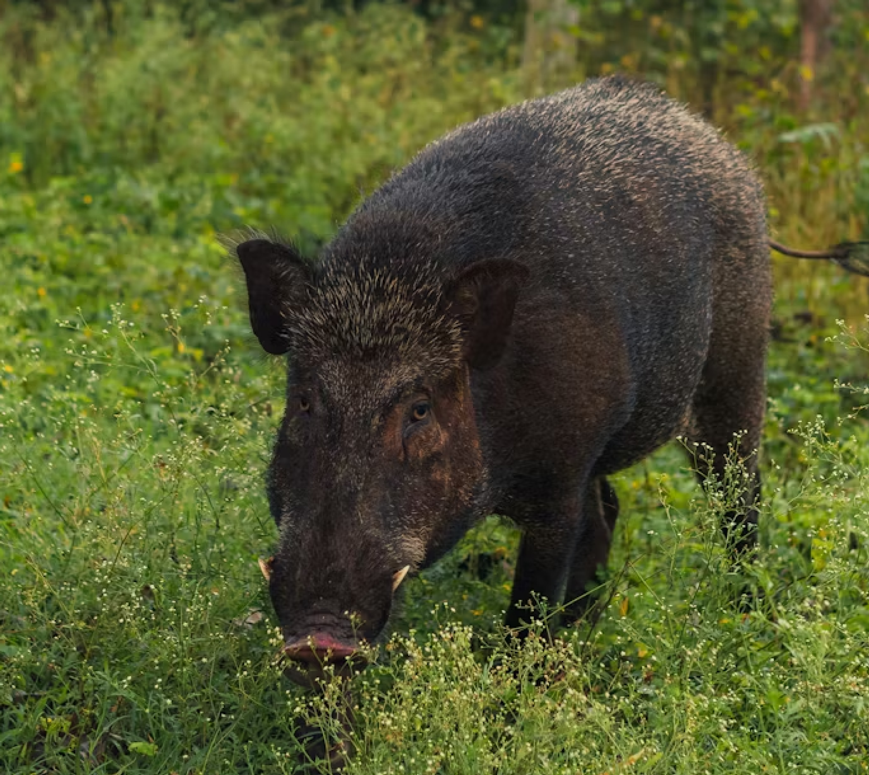 Wild boar