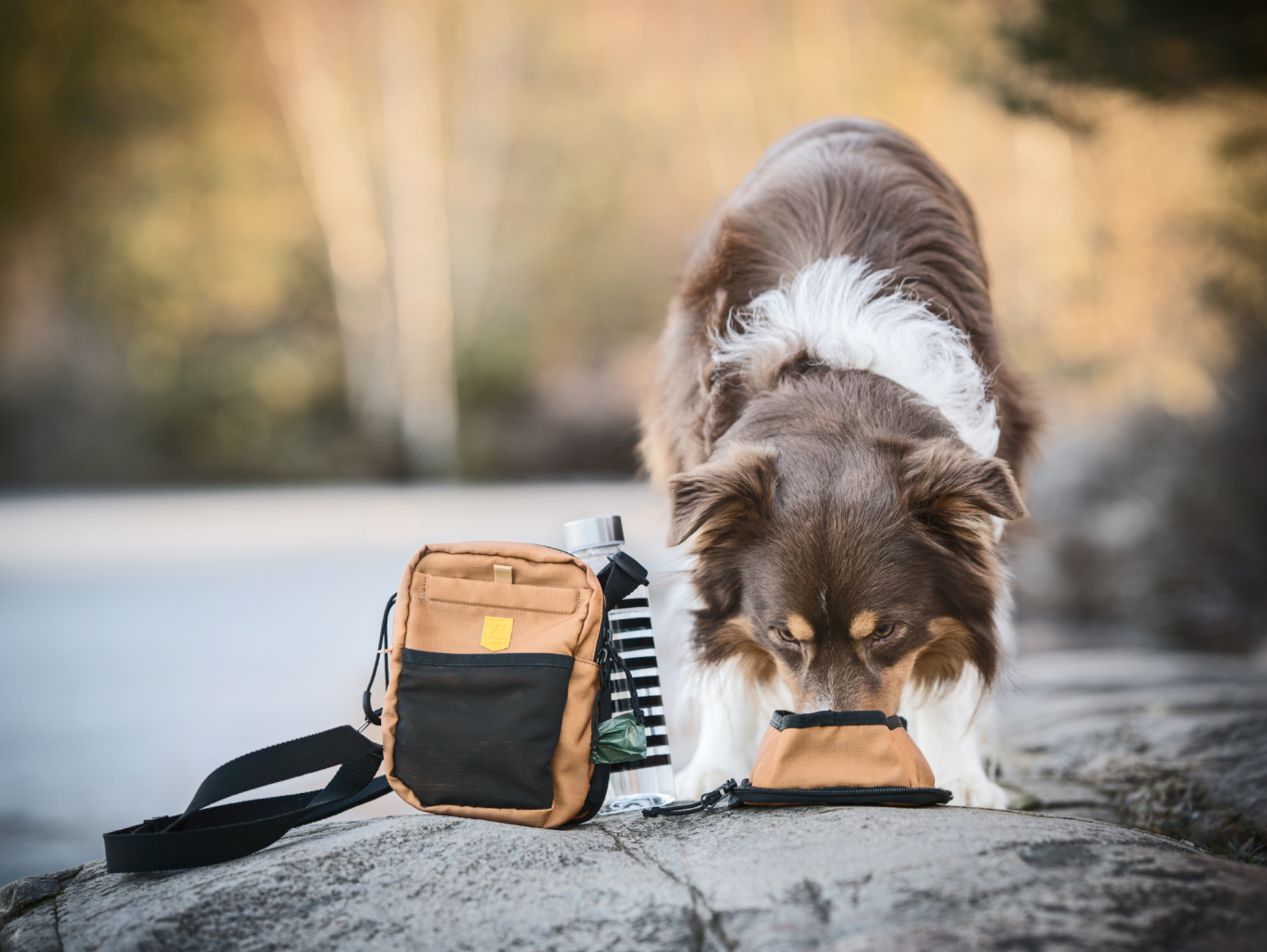 Hund som drikker