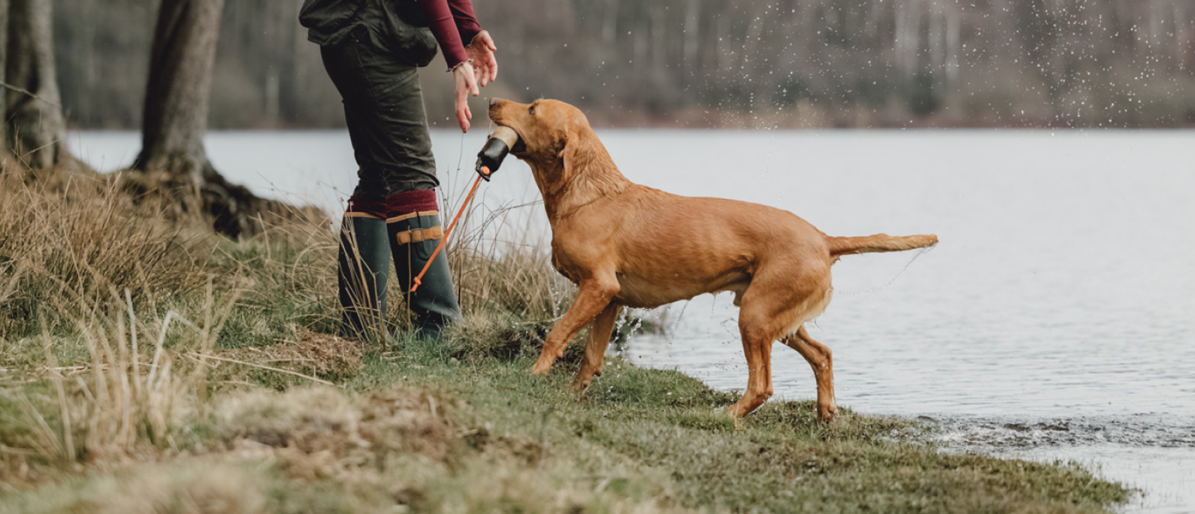 en hund som apporterar en dummie