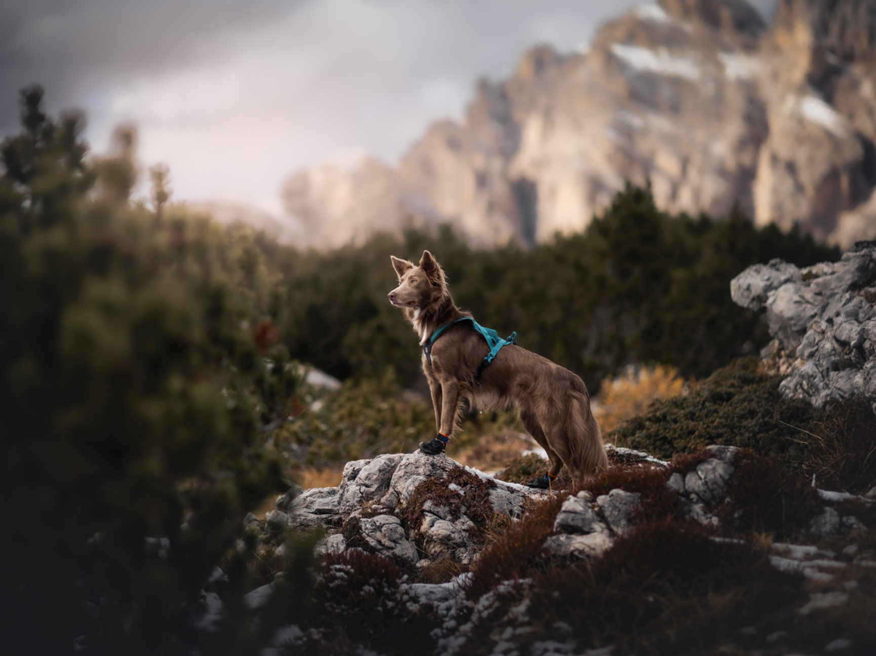 Non-stop dogwear
