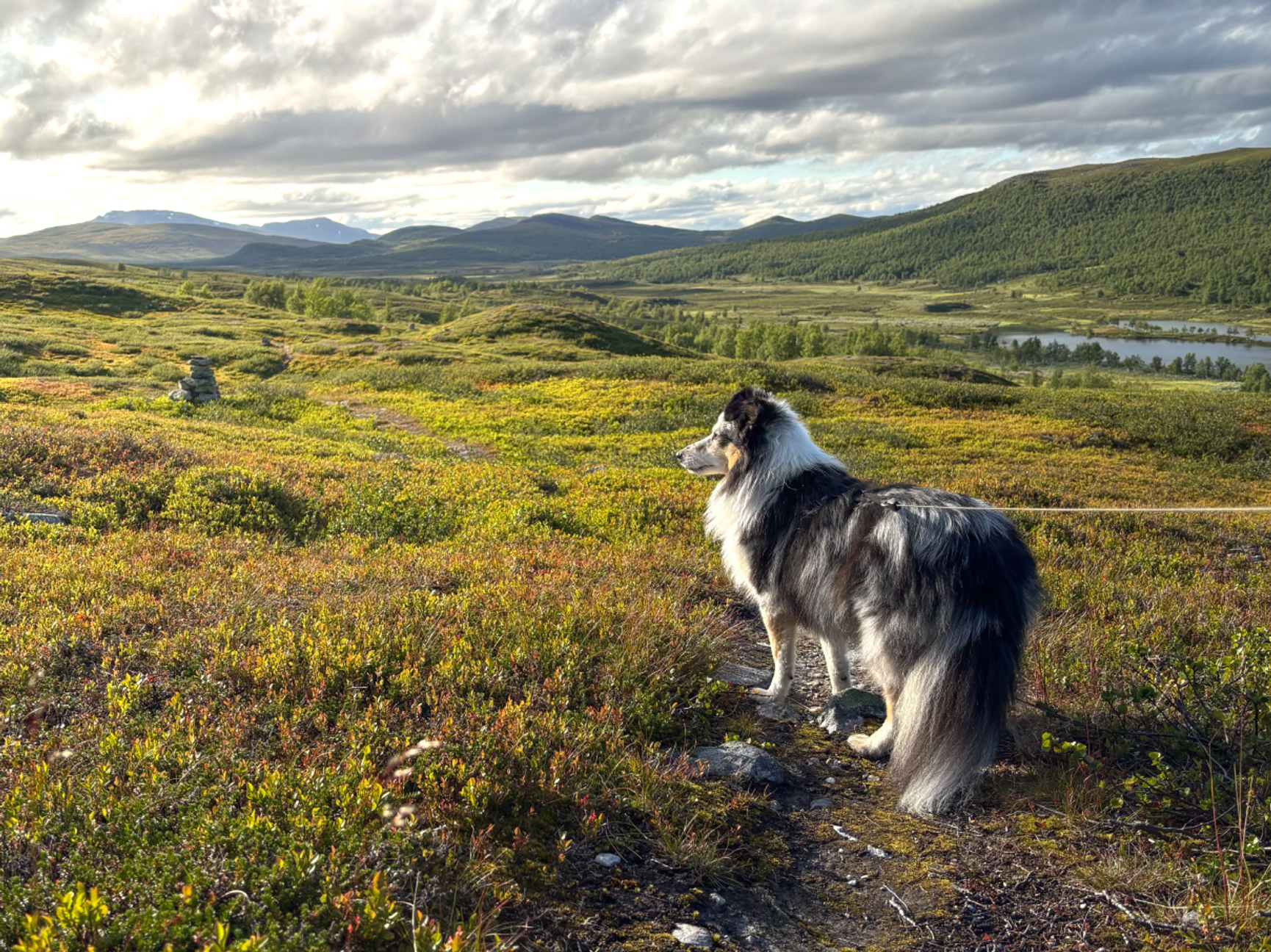 Hund på fjäll
