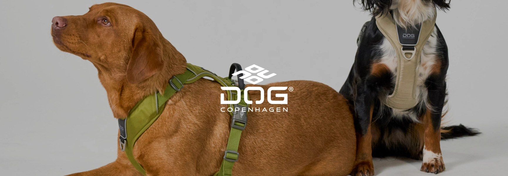 Dog Copenhagen