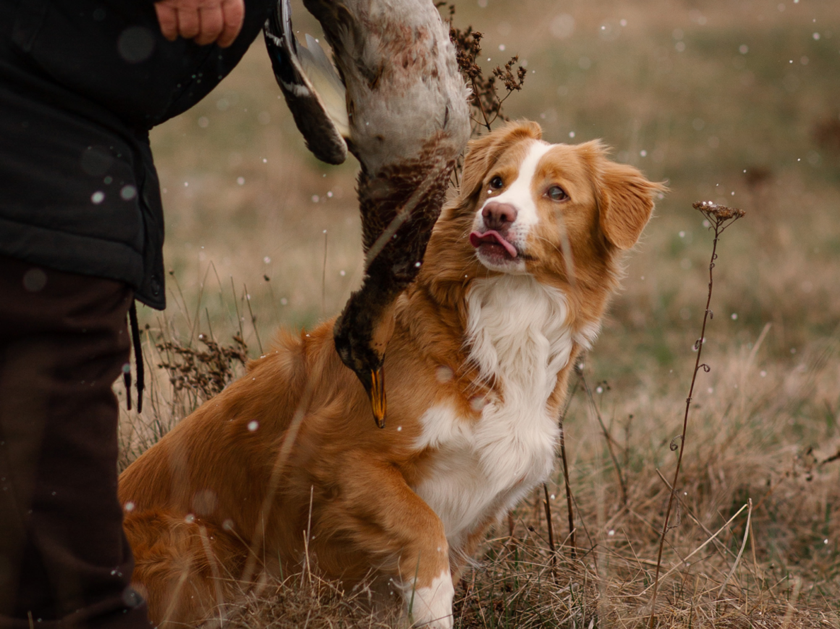 Glad hund