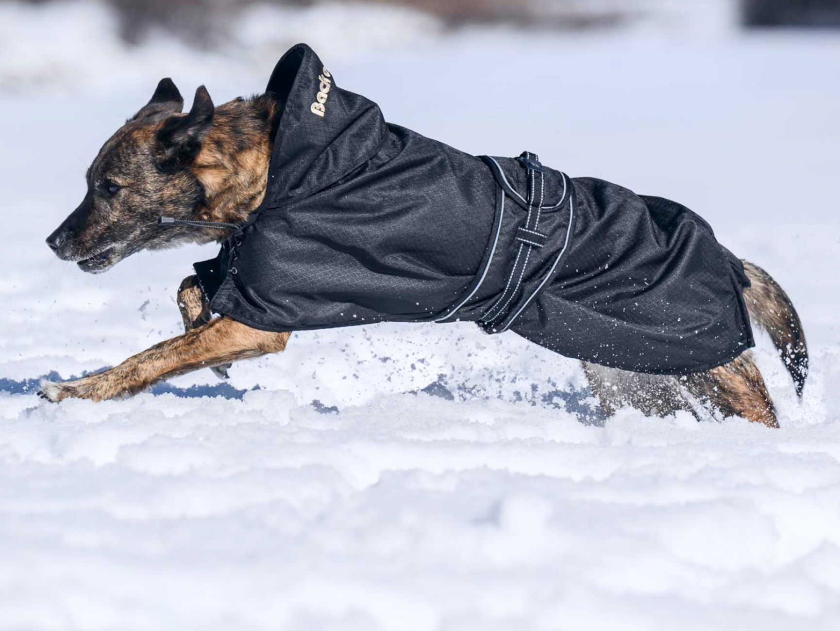 hund i vintertäcke ute i snön
