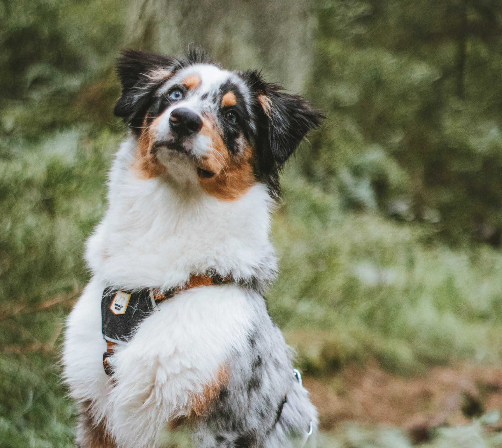 Hund som är i skogen