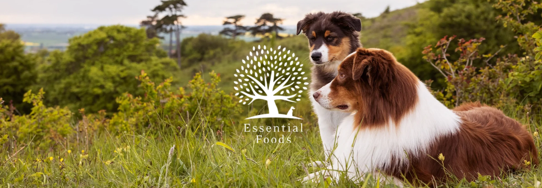 Essential Foods