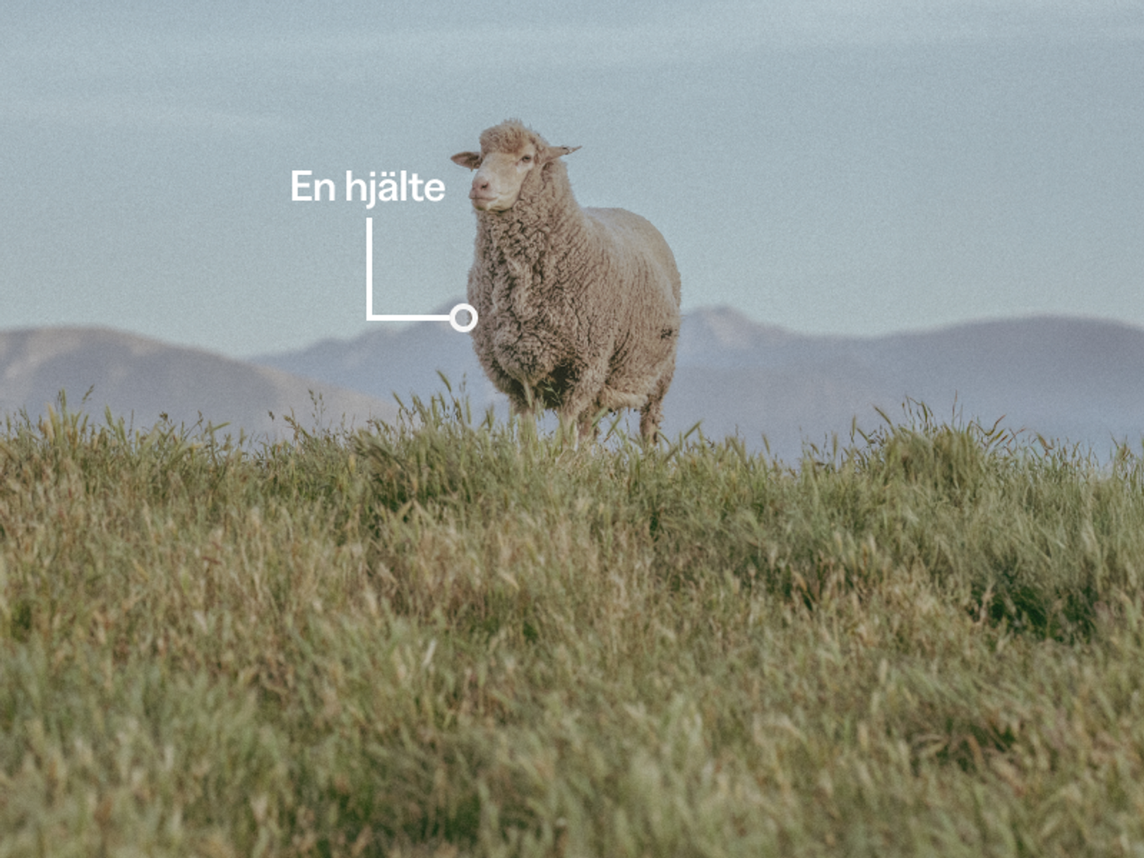 Får vid en äng