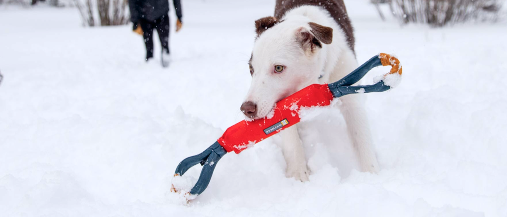 hund som leker i snön