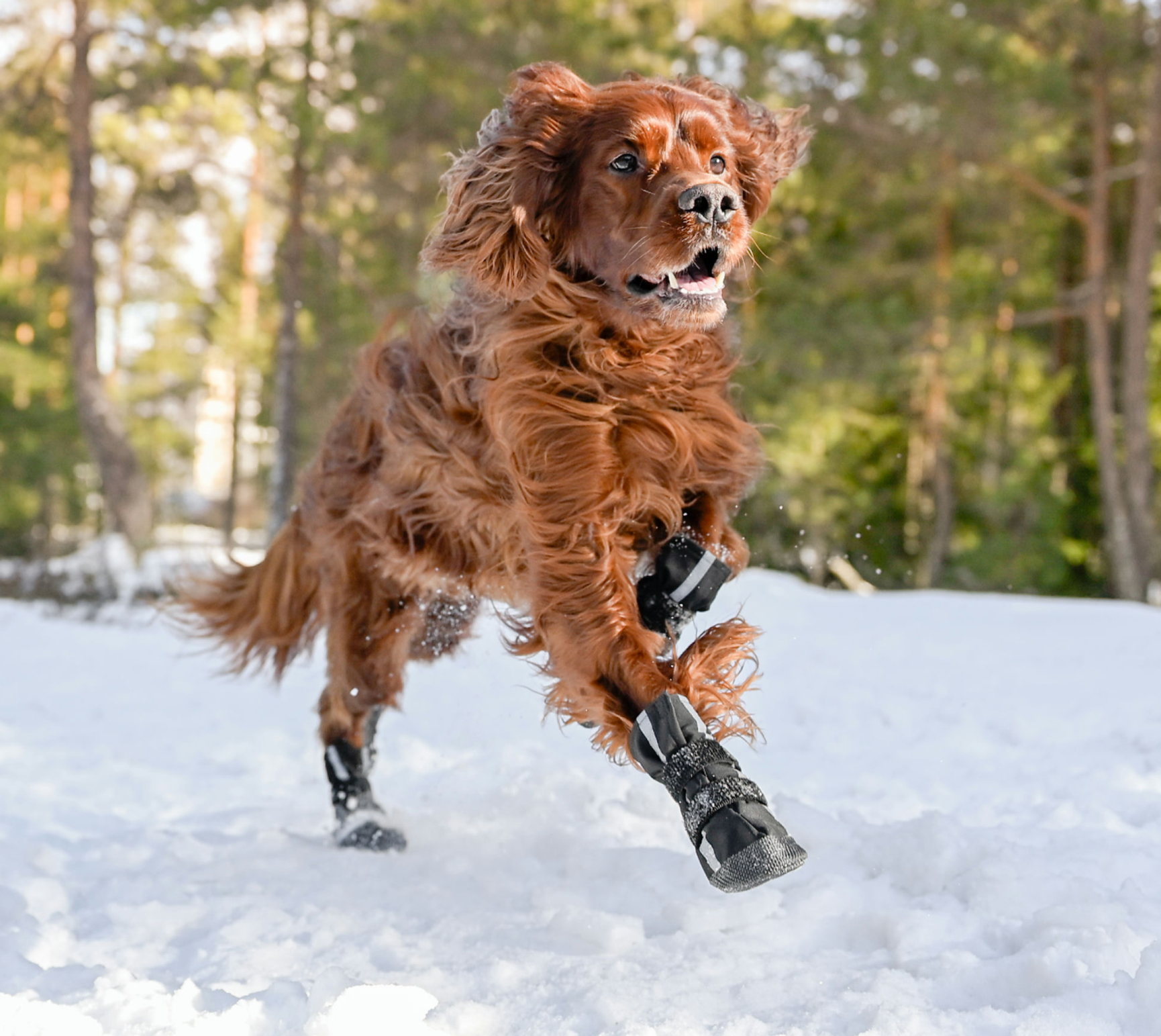 hund med skor som leker i snön