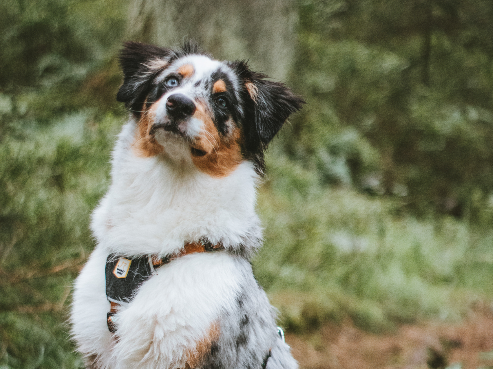Hund som är i skogen