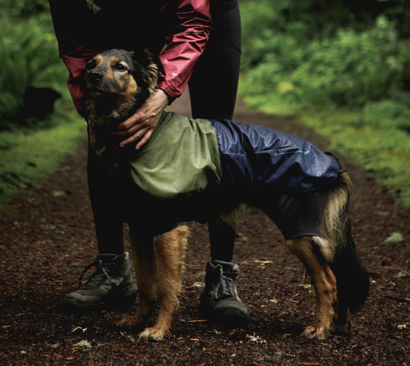 dog in rain in forrest 