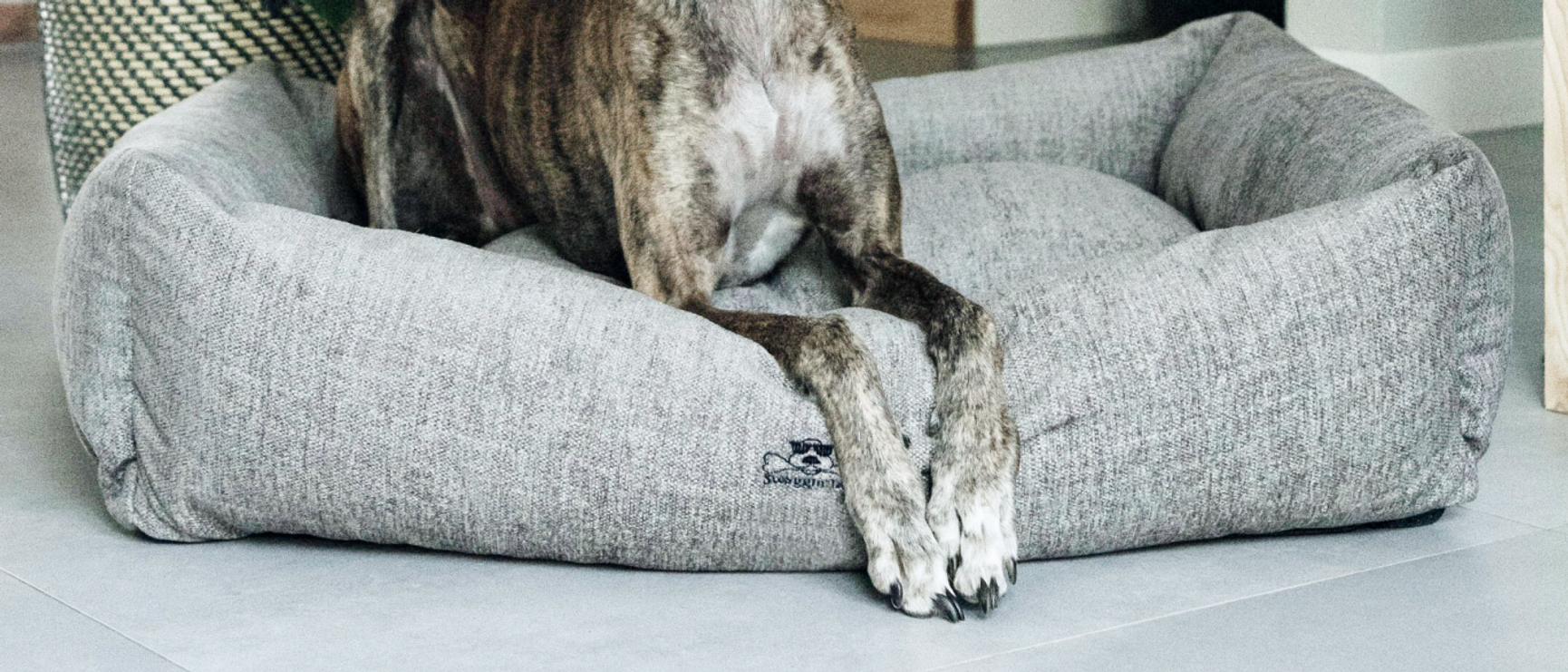 hund som vilar i en hundbädd