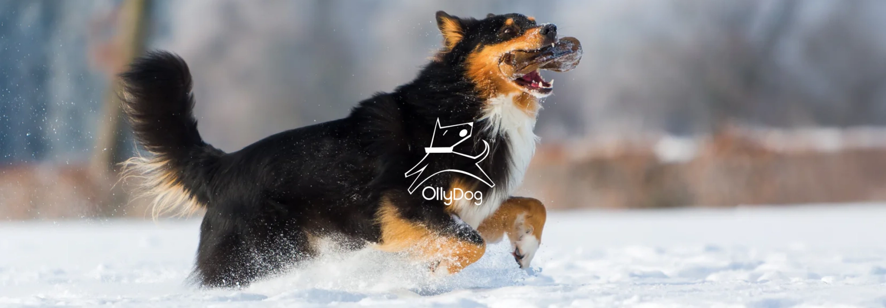 OllyDog