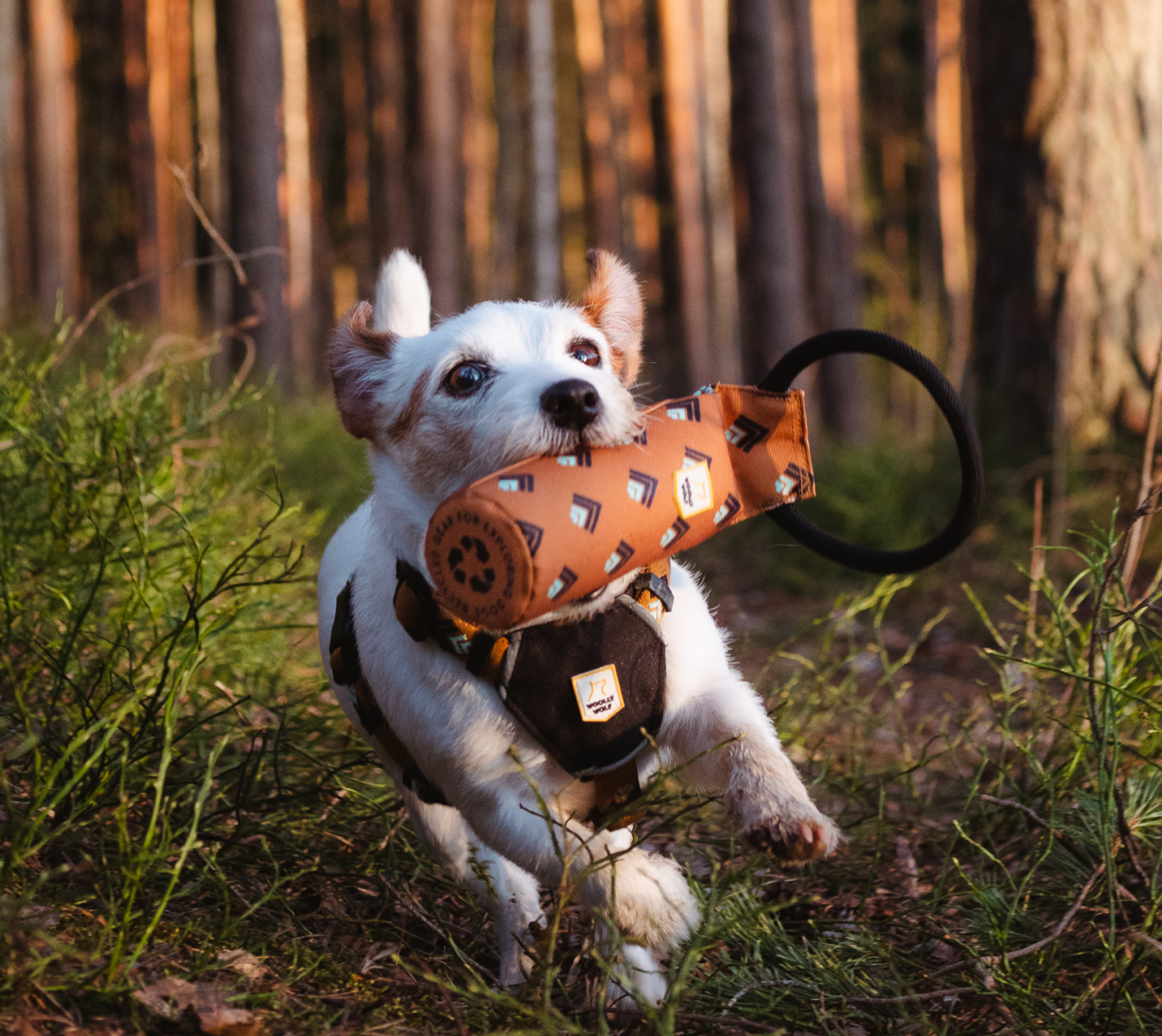 hund med leksak i munnen som springer i skogen