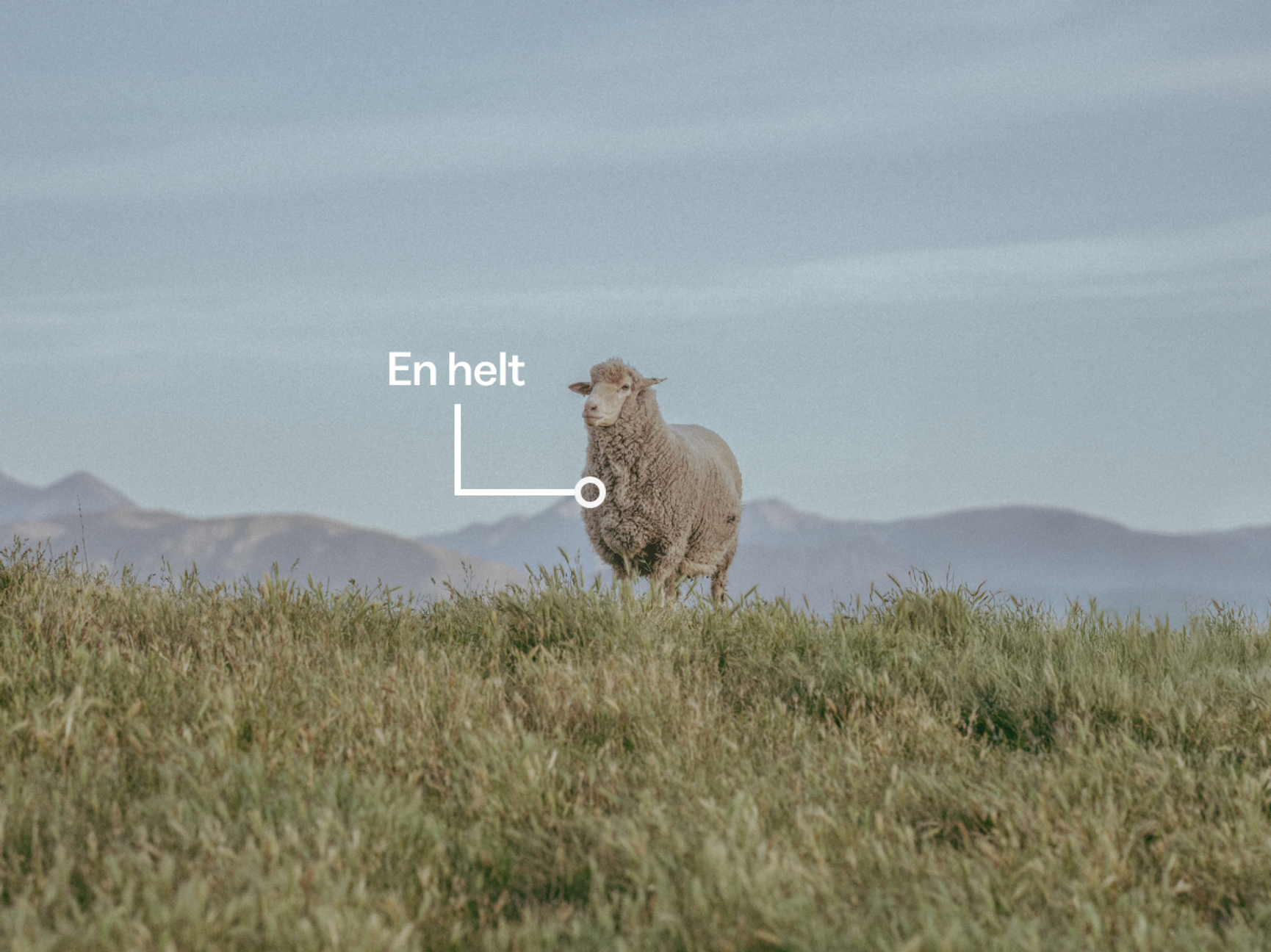 En lokal hjälte, merino