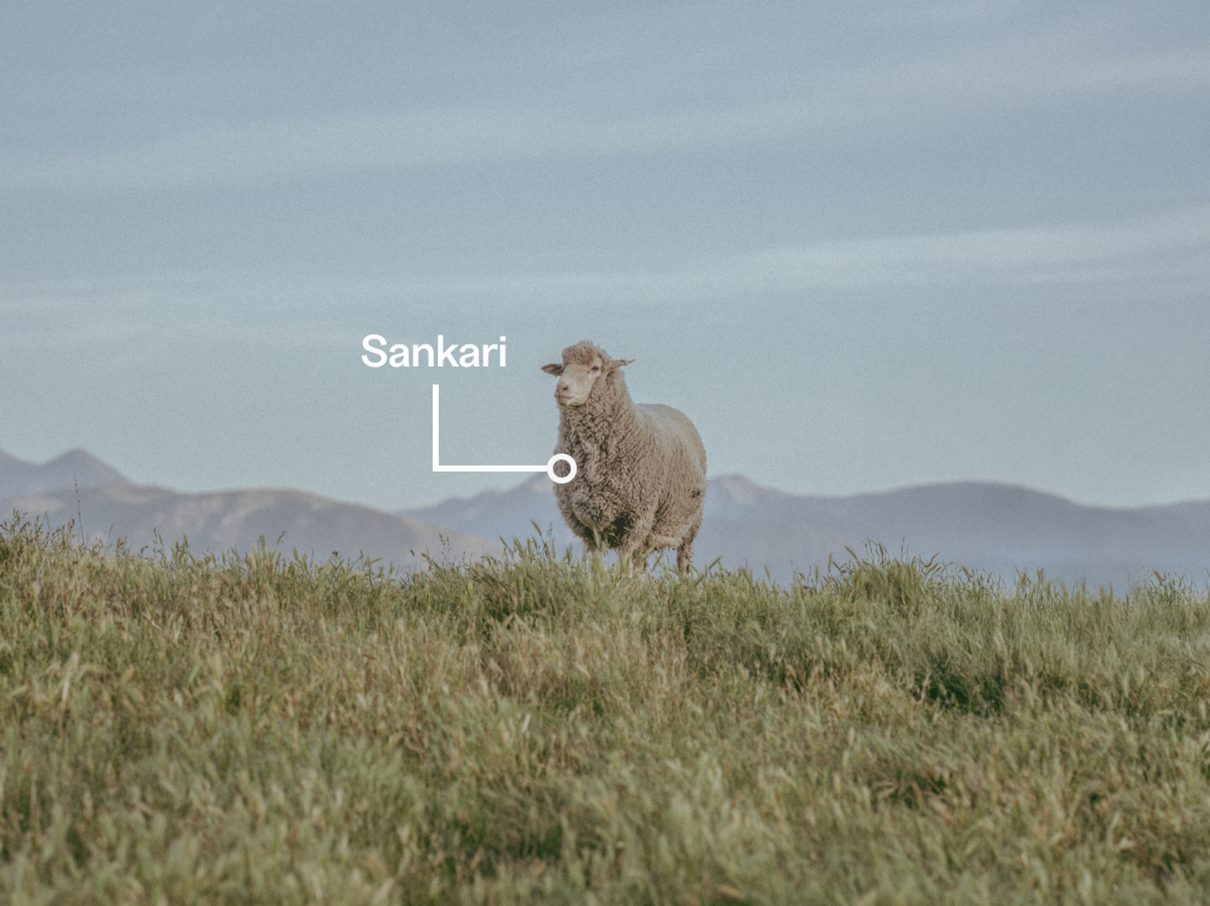 Paikallinen sankari, merinovilla