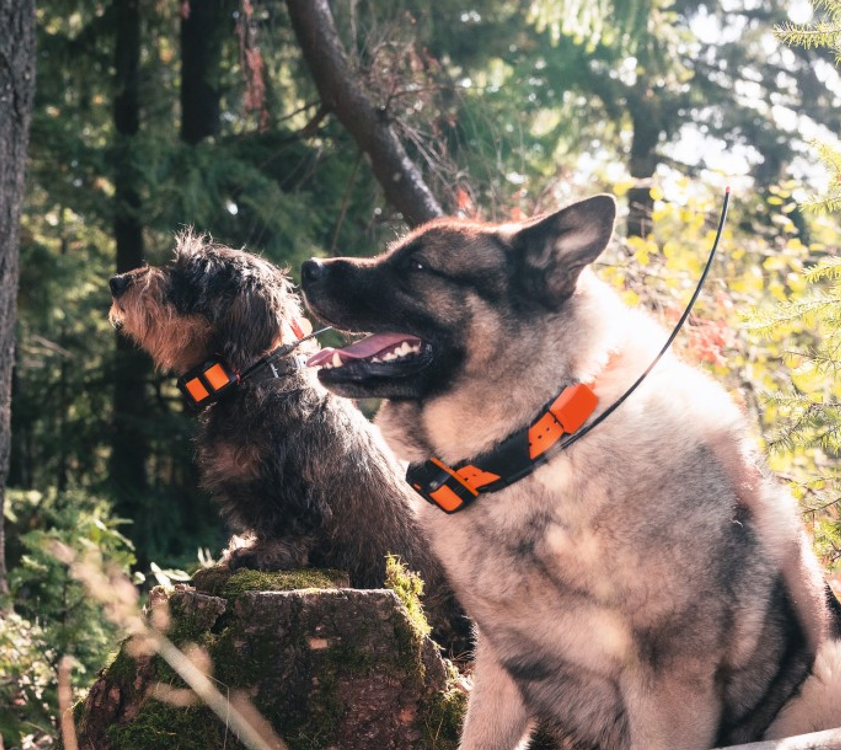 Hundpejl Garmin