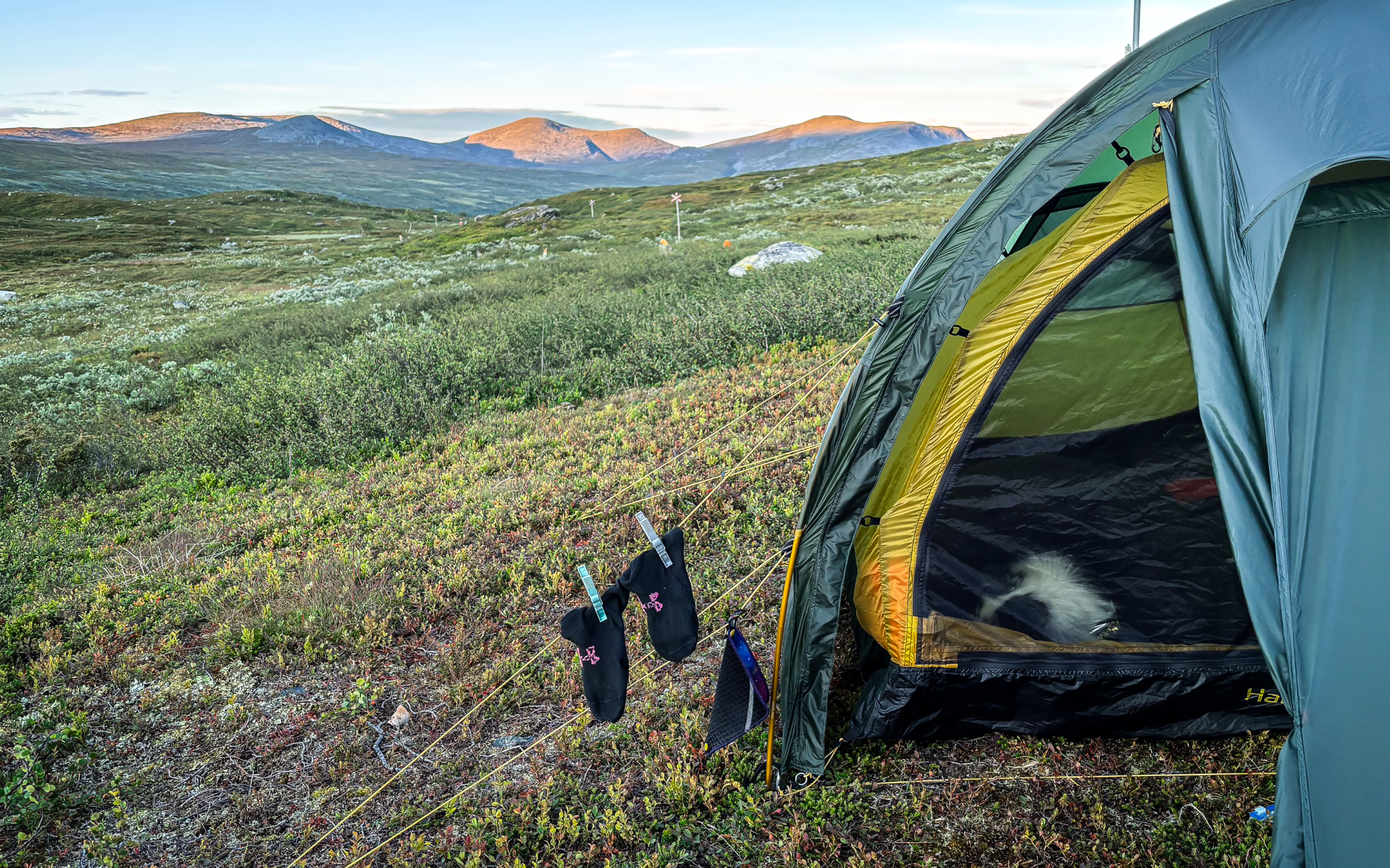 Hund som sover i tält