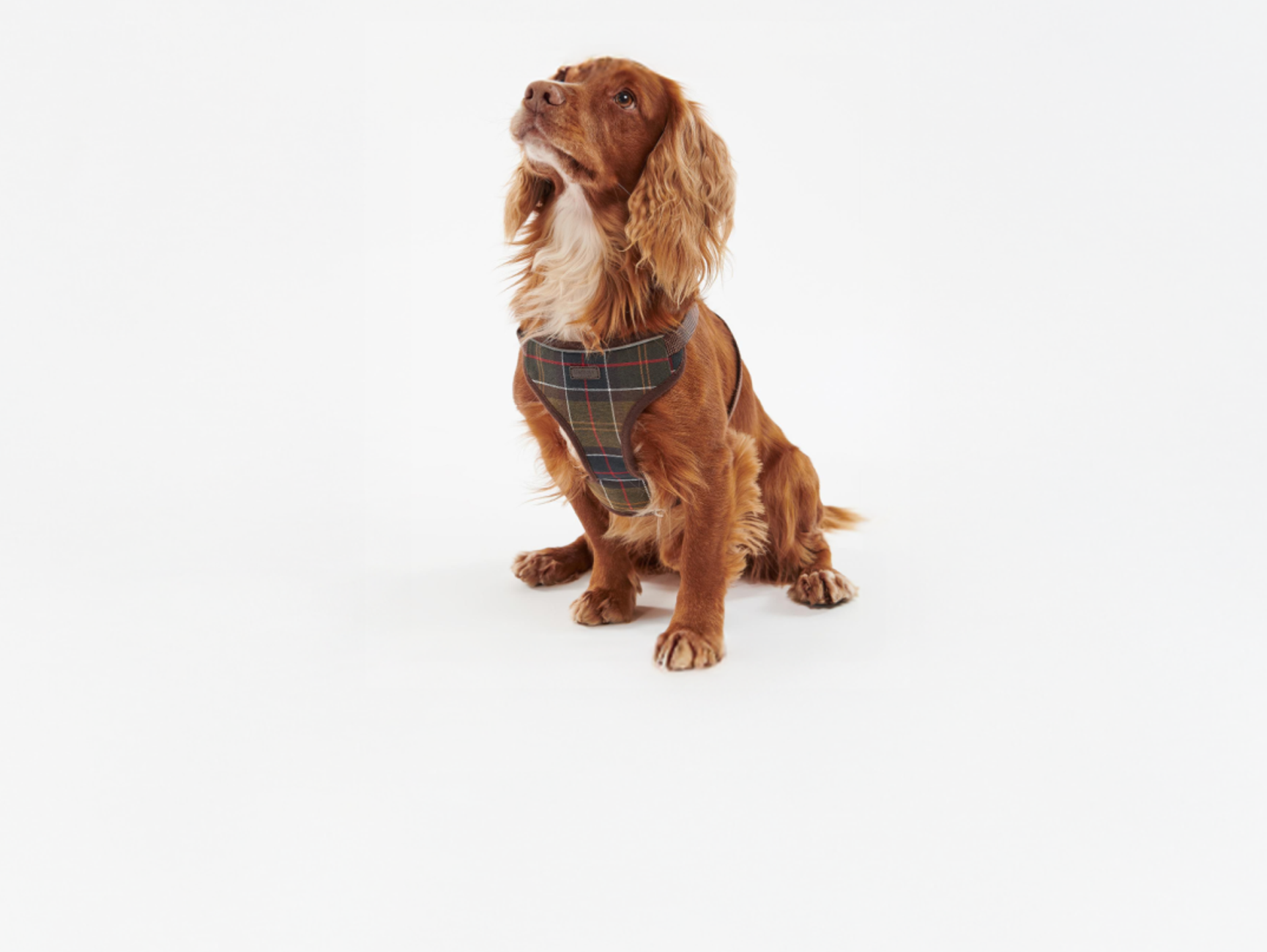 Barbour-koira