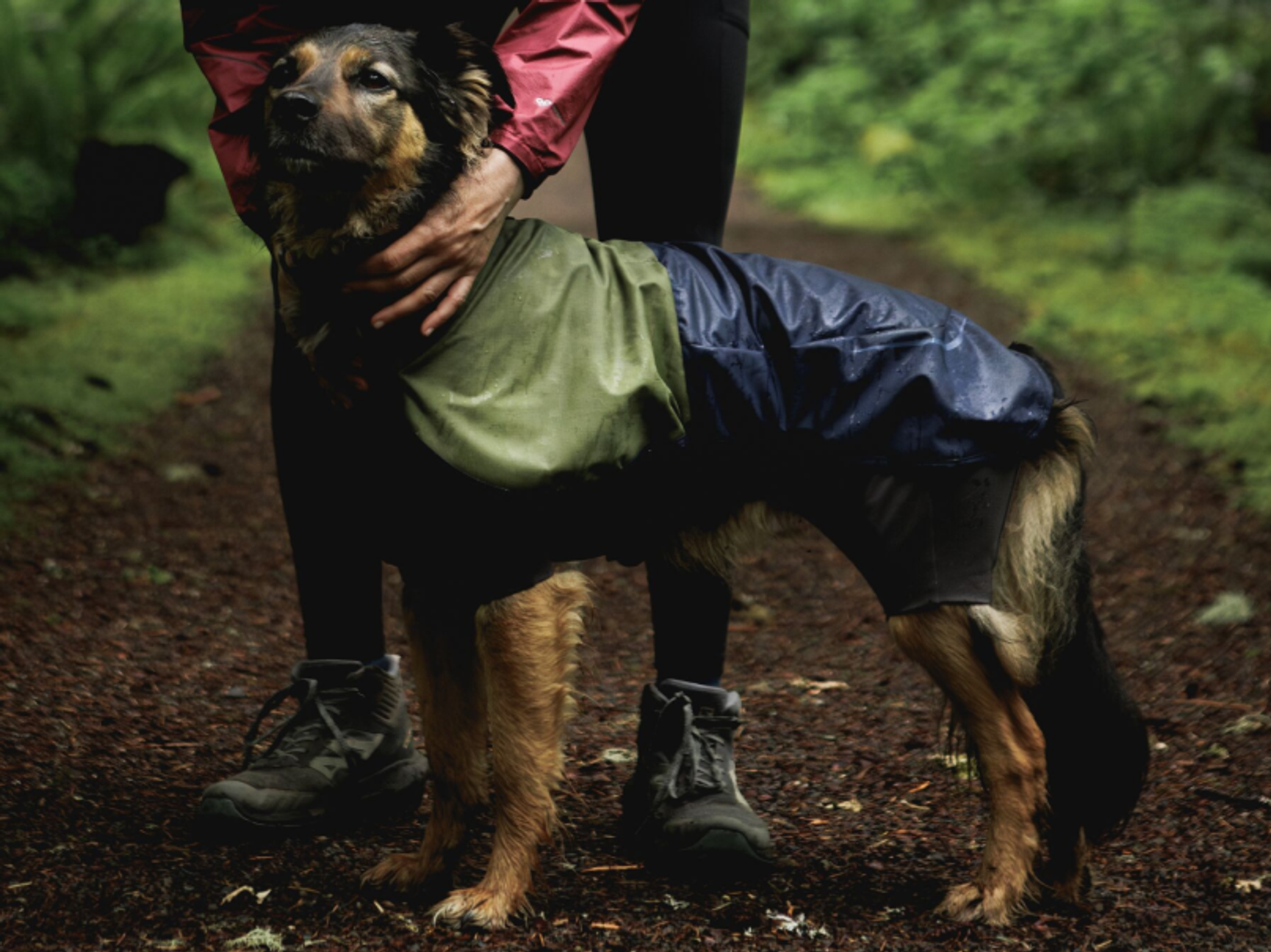 dog in rain in forrest 