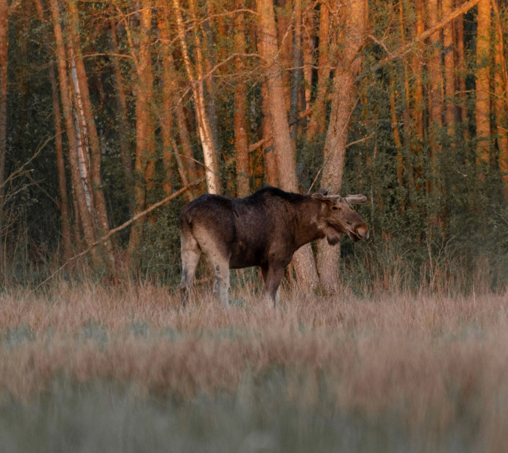 Älg i skogen