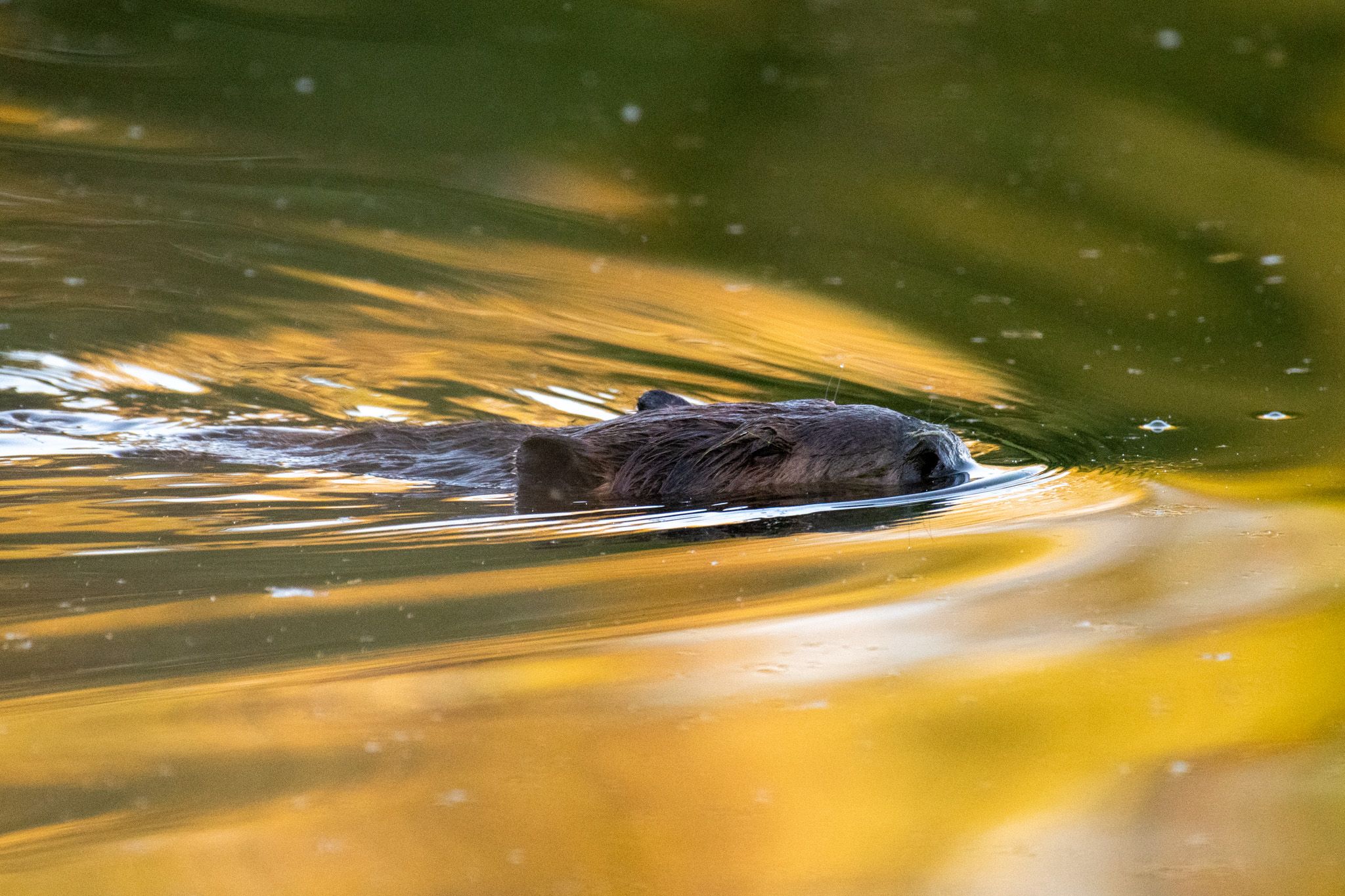 American Beaver