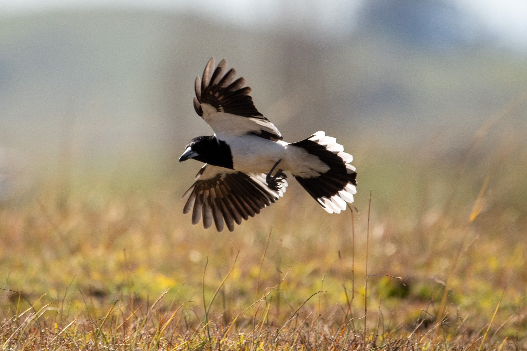 Hooded Robin