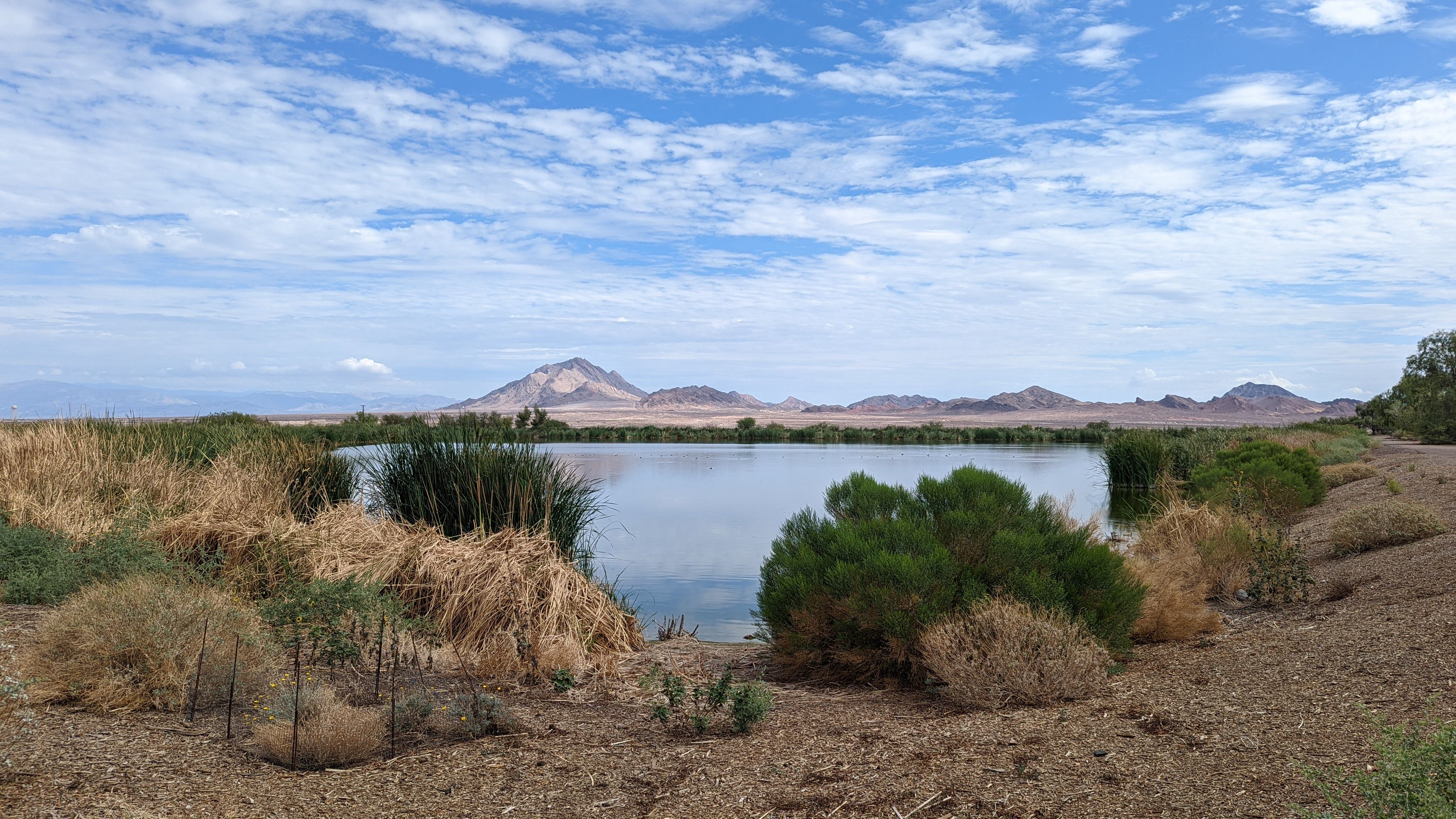 Birding at Henderson Bird Viewing Preserve