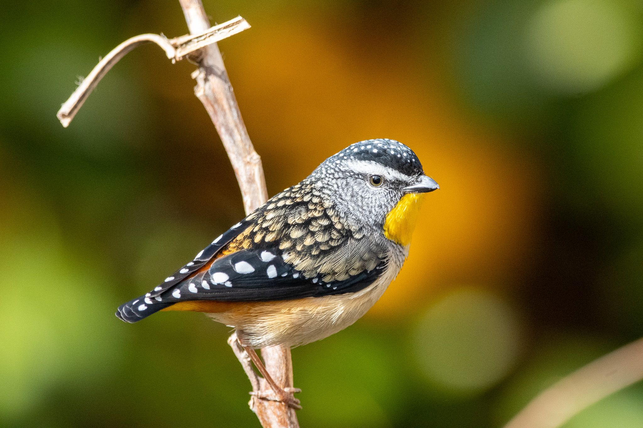 Spotted Pardalote