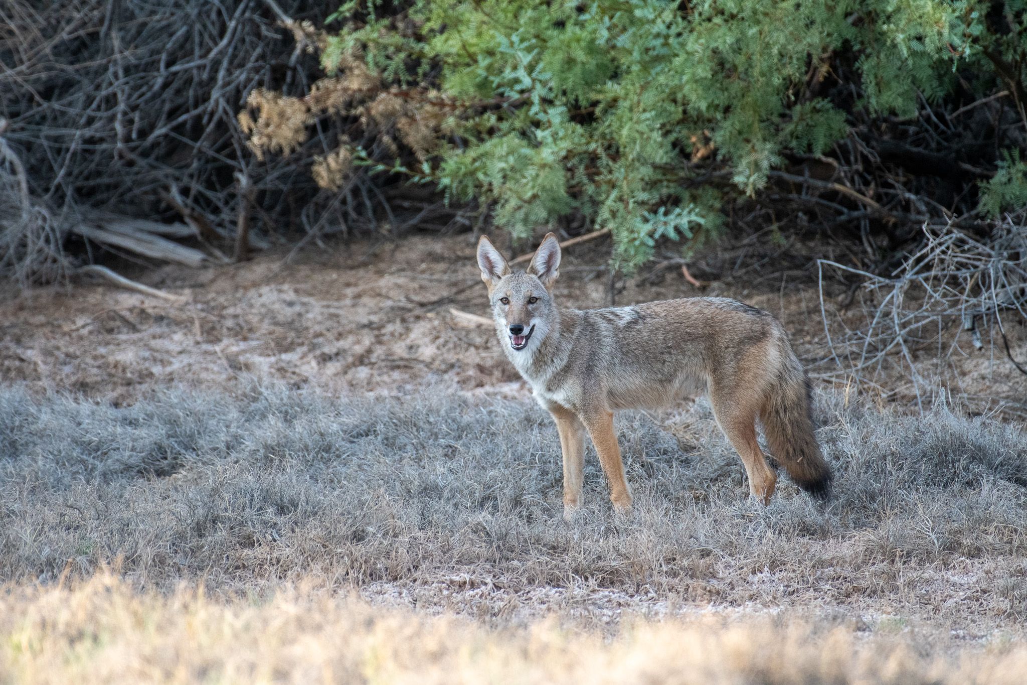 Coyote