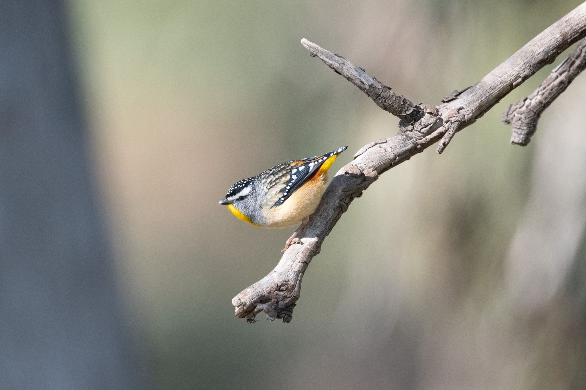 Spotted Pardalote photo 2