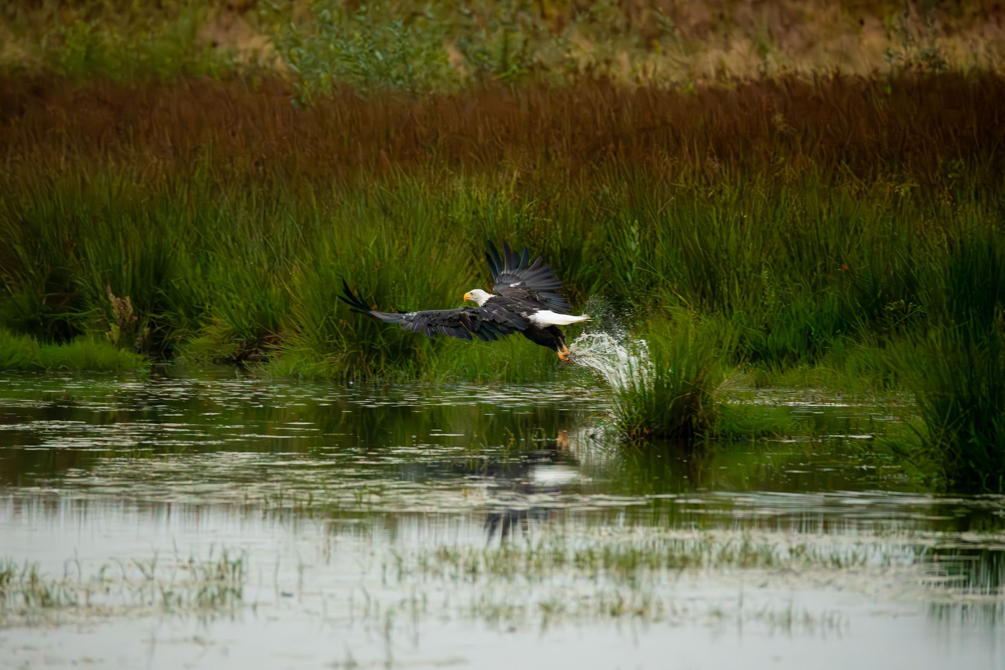 Bald Eagle