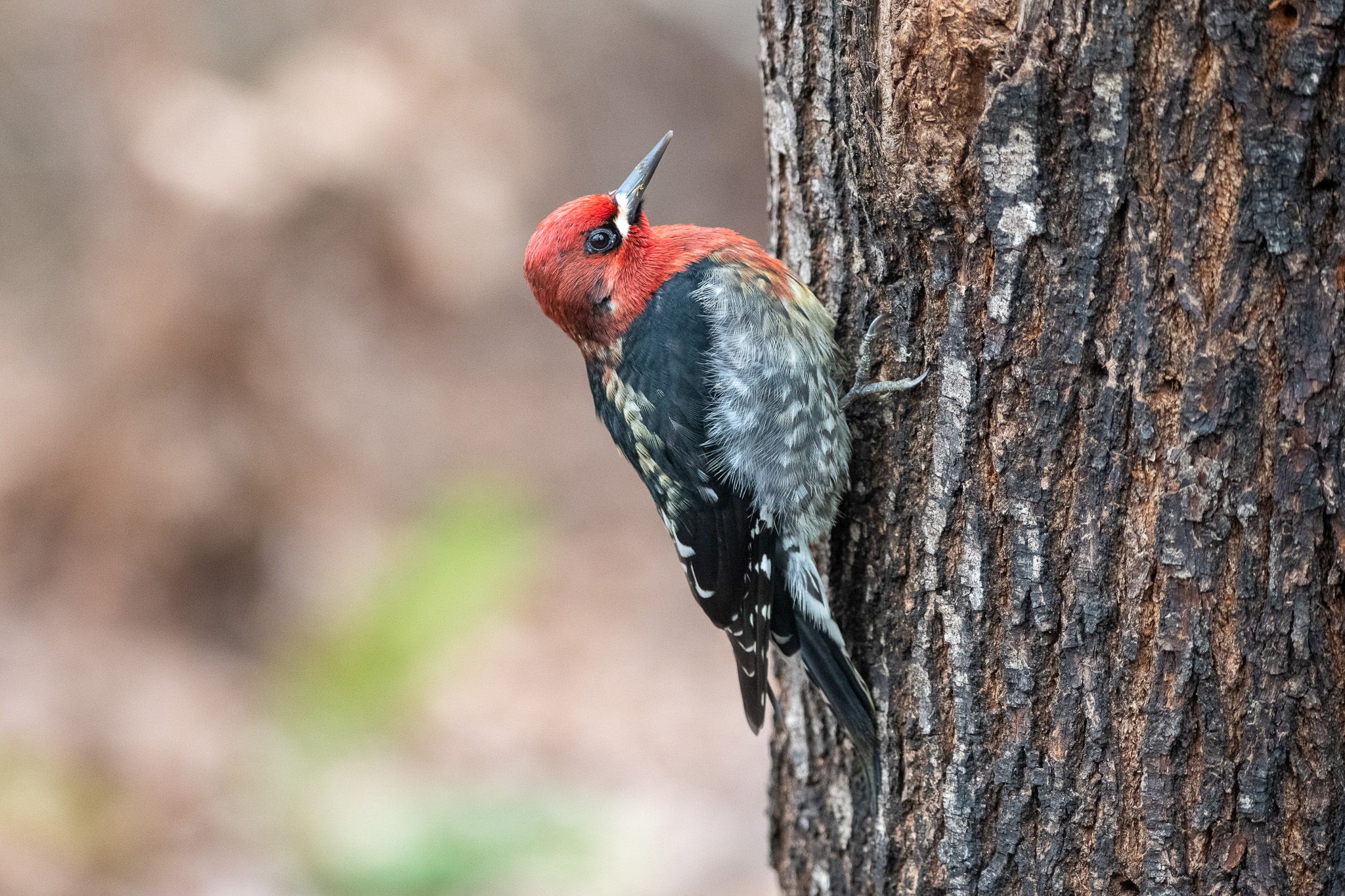 Red-breasted Sapsucker