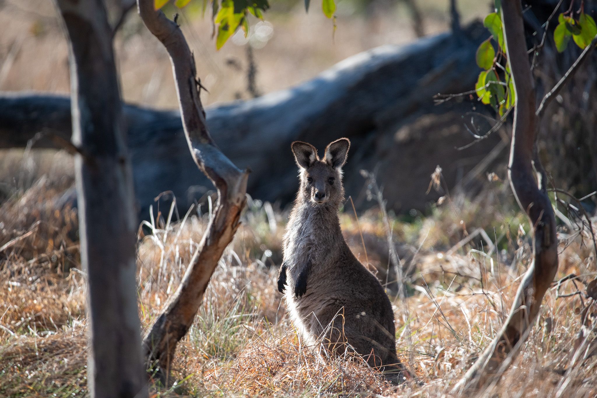 Eastern Grey Kangaroo