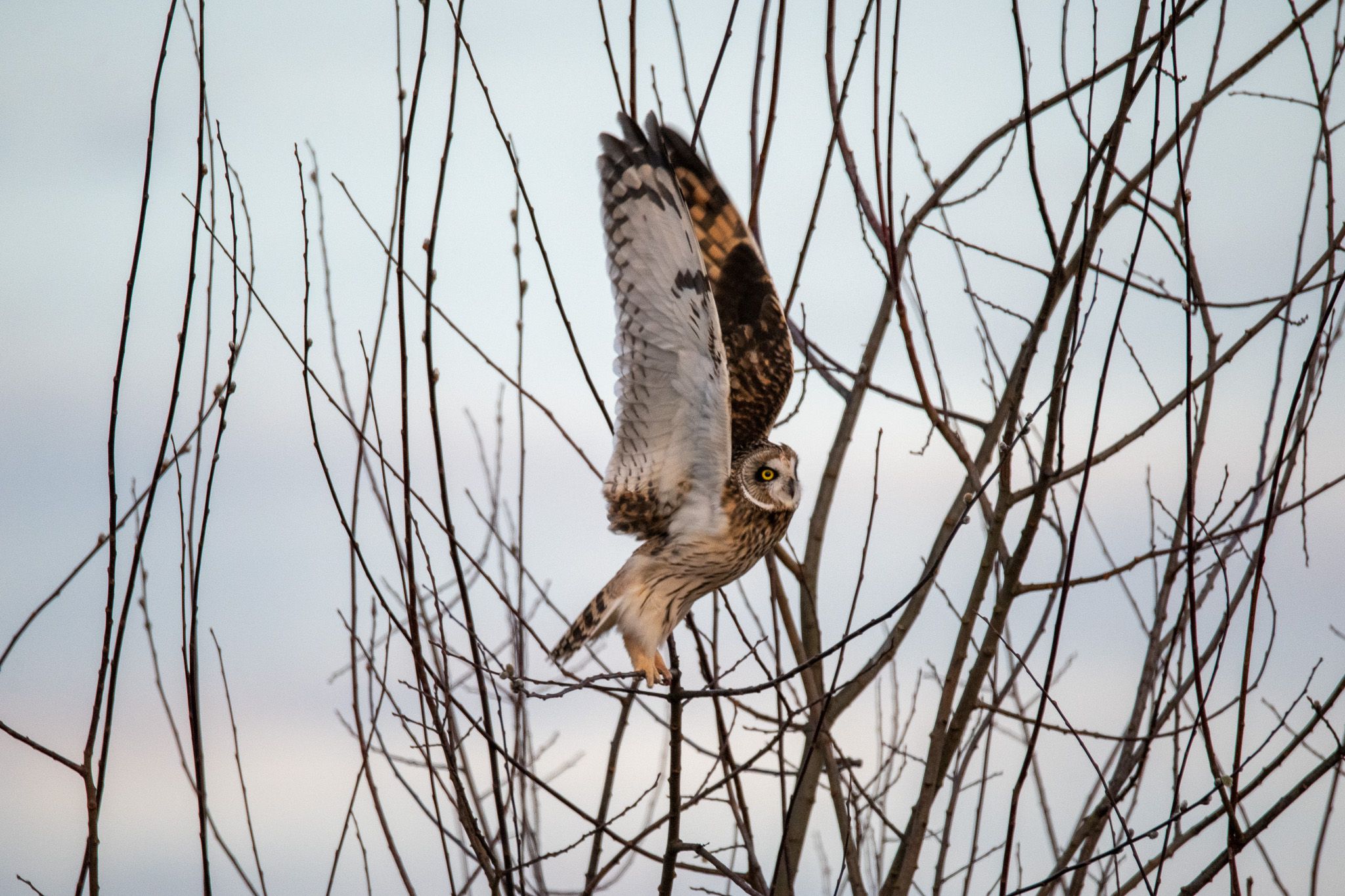 Short-eared Owl