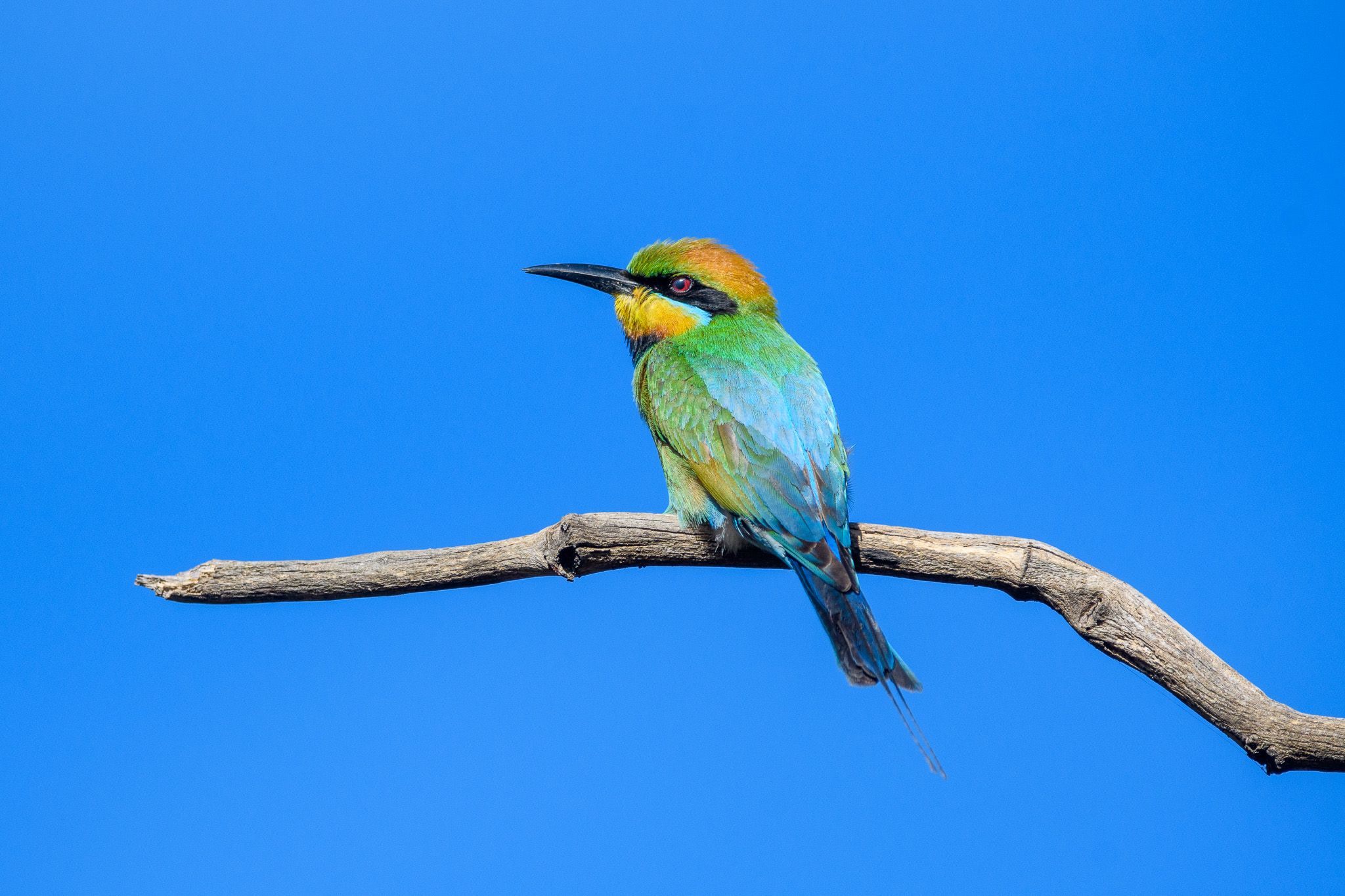 Rainbow Bee-eater