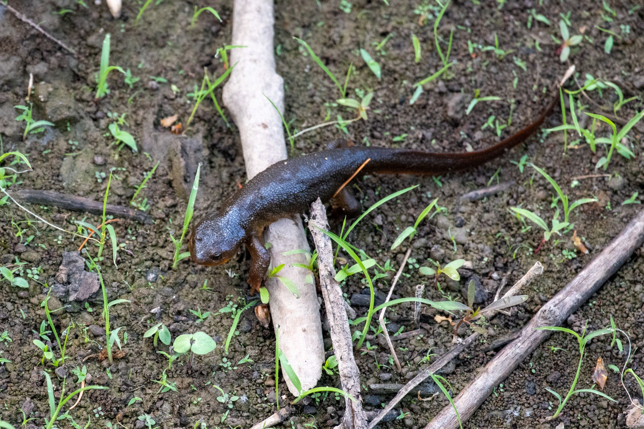 Rough-skinned Newt