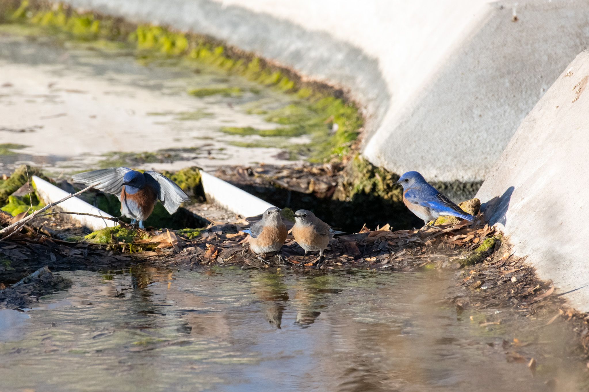 Western Bluebird