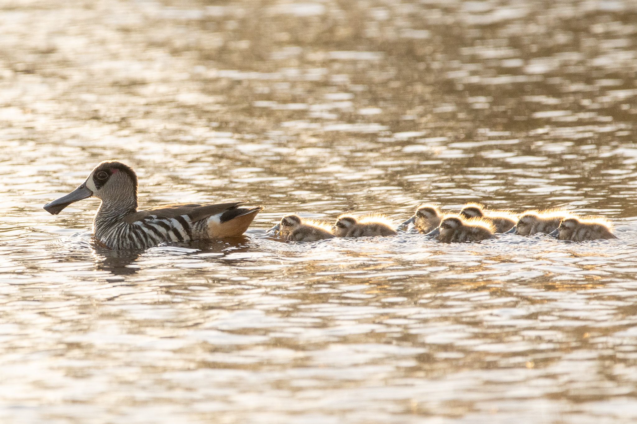 Pink-eared Duck