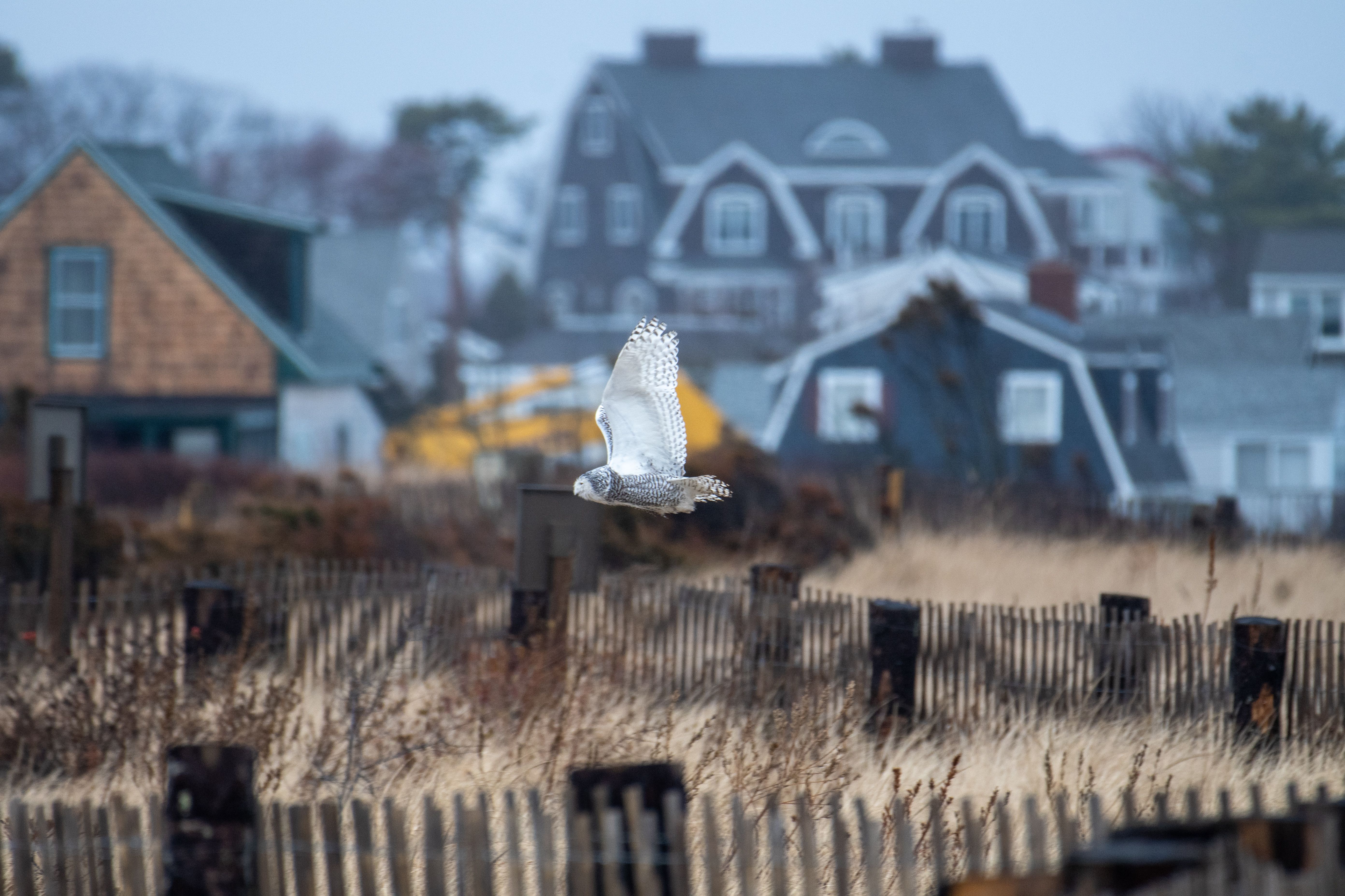 Snowy Owl photo 11