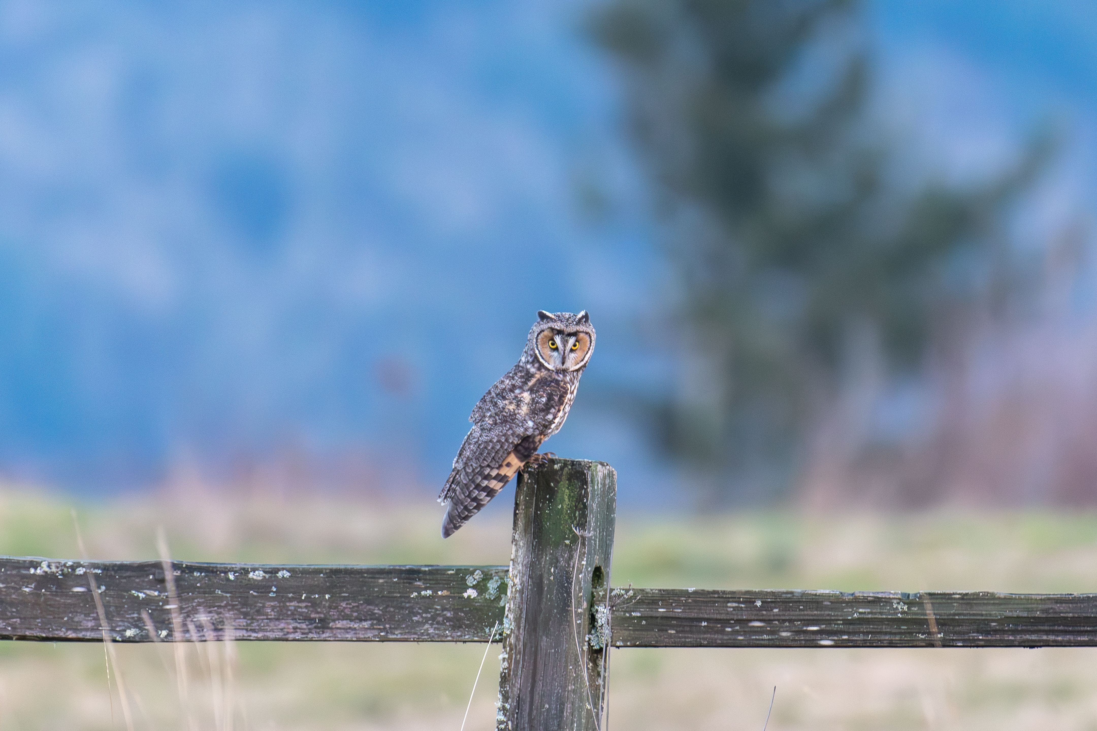 Long-eared Owl